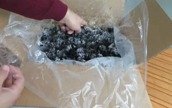 Pilzzuchtset Besiedlungsphase