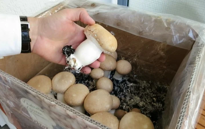 Champignons im Pilzzuchtset anbauen