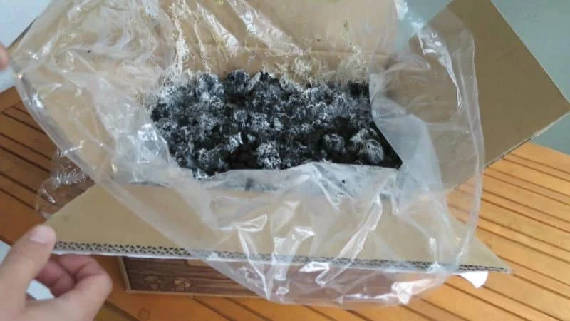 Eingewurzelte Deckerde