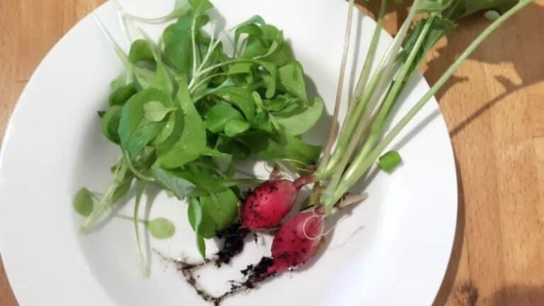Erntezeit für Radieschen und Feldsalat