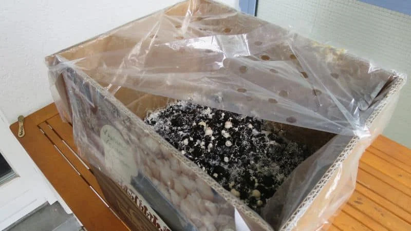 Fruchtkörperansätze Champignons