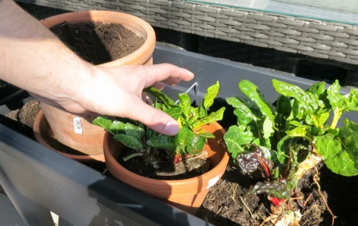 Mangold im zweiten Jahr anbauen und nach dem Winter reaktivieren