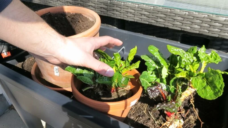 Mangold im zweiten Jahr anbauen und nach dem Winter reaktivieren