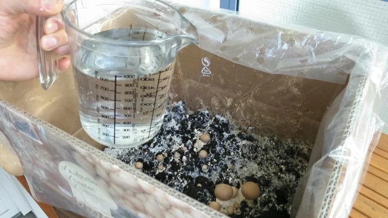 Pilzzuchtset nachwässern