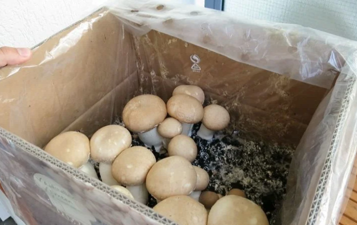 Pilzzuchtset Wachstumsphase