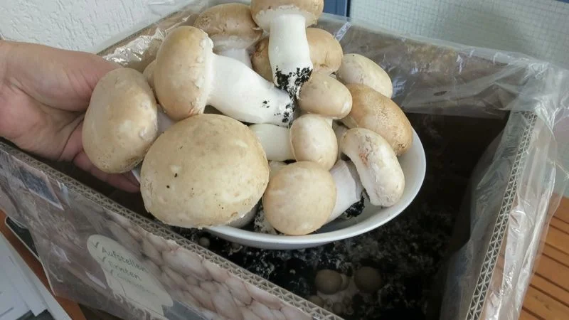 Erntephase des Pilzzuchtsets