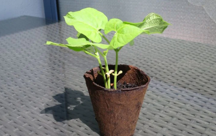 Buschbohnen auf dem Balkon aus Samen anziehen