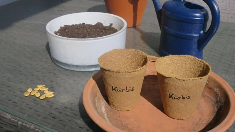 Hokkaido-Kürbis Anzucht aus Samen