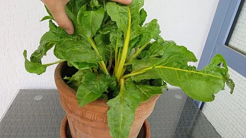 üppiges Mangoldwachtum