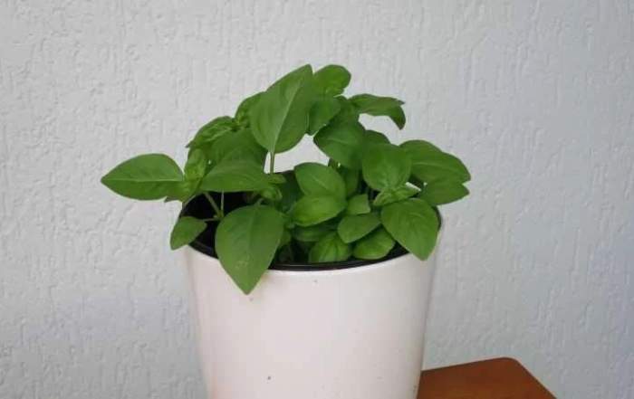 Basilikum richtig düngen