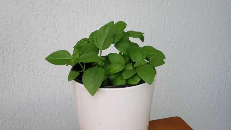 Basilikum richtig düngen
