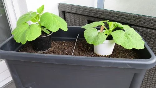 Junger Kürbis Balkonhochbeet