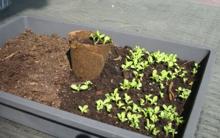 Kopfsalat aus Samen anziehen