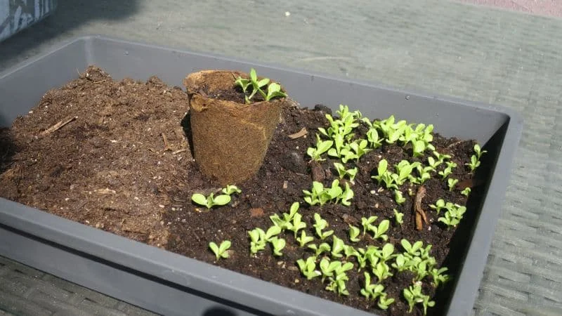 Kopfsalat aus Samen anziehen