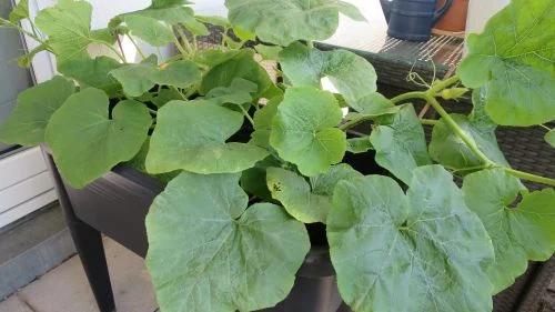 Kürbis Balkonhochbeet