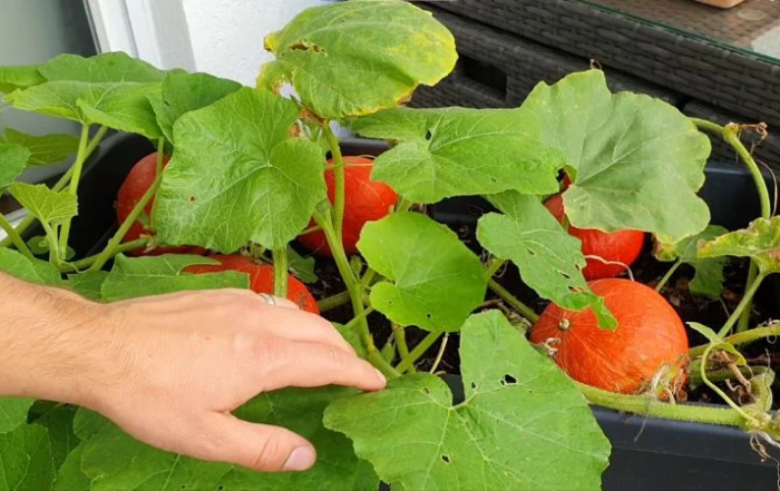 Kürbis auf dem Balkon anbauen im Hochbeet