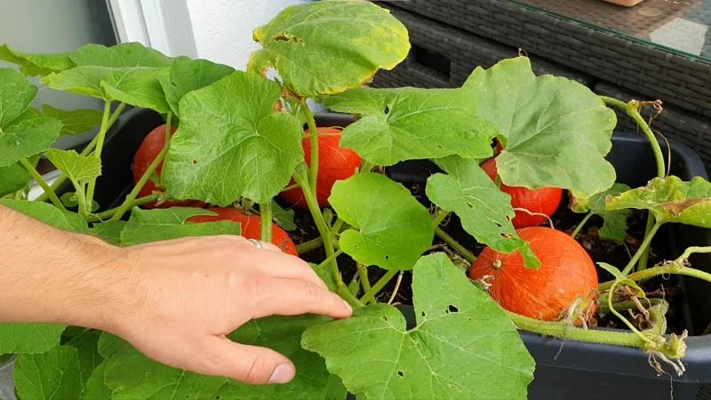 Kürbis auf dem Balkon anbauen im Hochbeet
