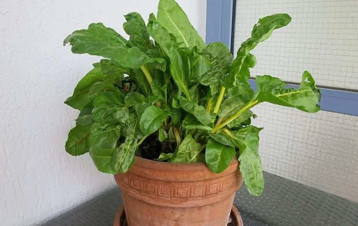 Mangold im zweiten Erntejahr