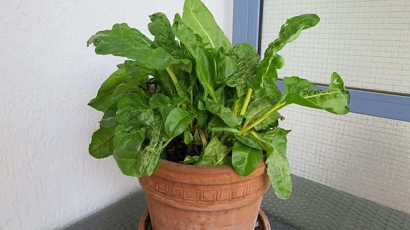 Mangold im zweiten Erntejahr