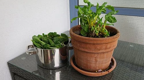 Mangold nach der Ernte