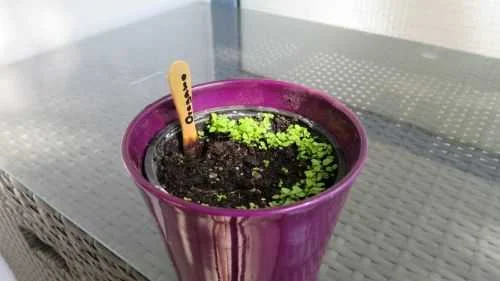 Oreganokeimlinge vier Wochen