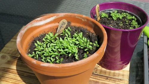 Petersilie_4 Wochen (4)_16_9_500 Petersilienkeimlinge im Blumentopf