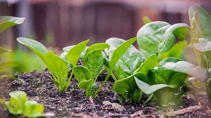 Spinat im September anziehen