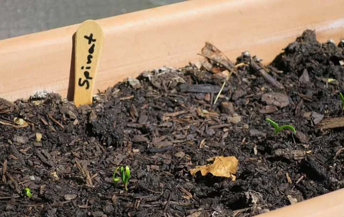 Spinatanbau auf dem Balkon