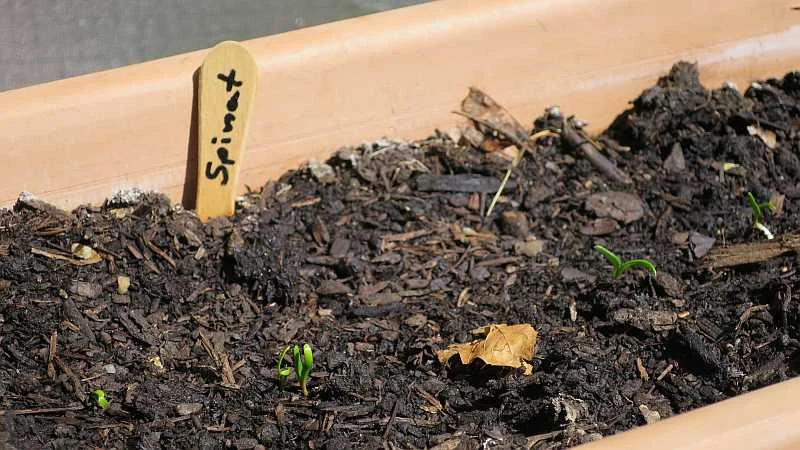 Spinatanbau auf dem Balkon