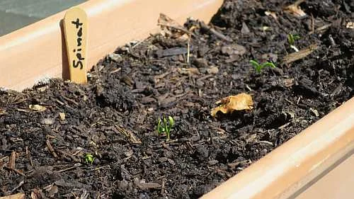 Spinat auf dem Balkon anbauen Keimlinge