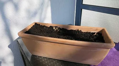 Spinat Aussaat im Blumenkasten