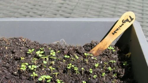 Zu eng stehenden Thymian vereinzeln