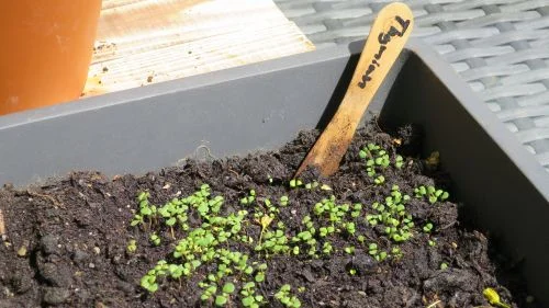 Thymian aus Samen anziehen