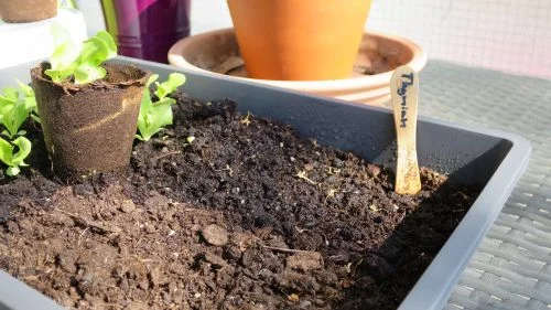 Thymiananzucht im Zimmergewächshaus