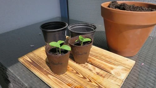 Gurkenkeimlinge nach 10 Tagen