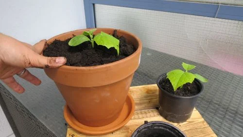 Gurken richtig umtopfen nach 21 Tagen