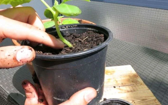 Gurken richtig umtopfen