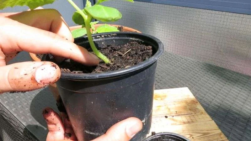 Gurken richtig umtopfen