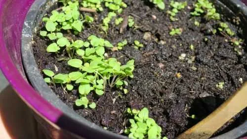 Eng stehenden Oregano vereinzeln und pikieren