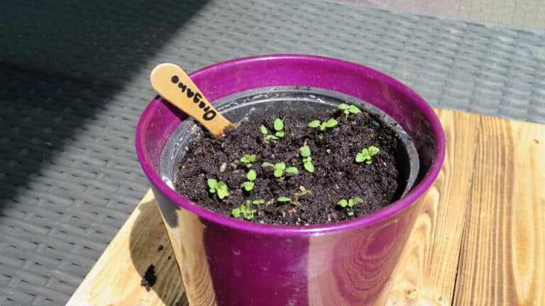Oregano vereinzelt
