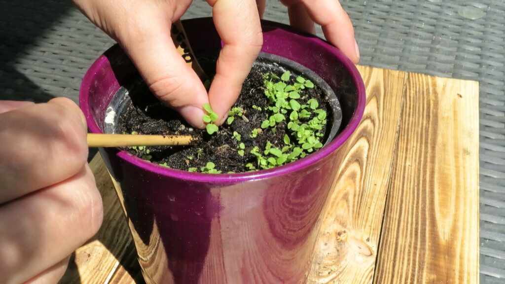 Oregano vereinzeln und pikieren, wenn die Keimlinge zu eng stehen