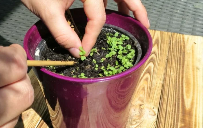 Oregano vereinzeln und pikieren