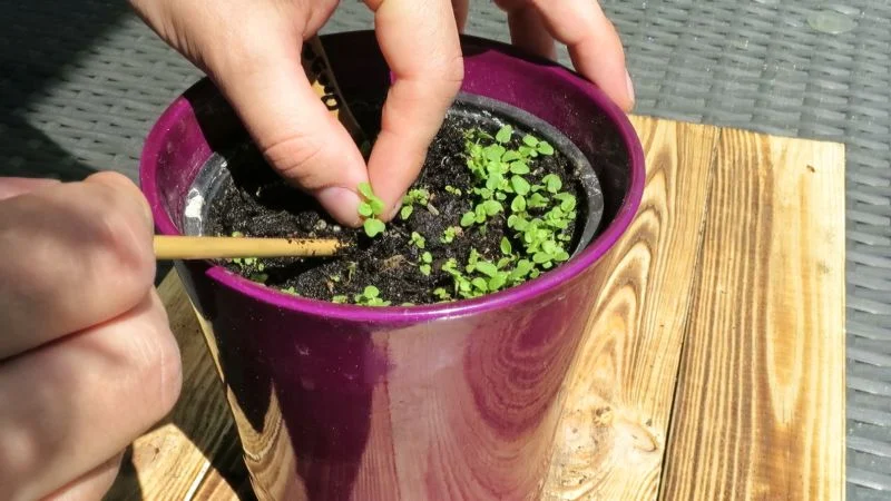 Oregano vereinzeln und pikieren