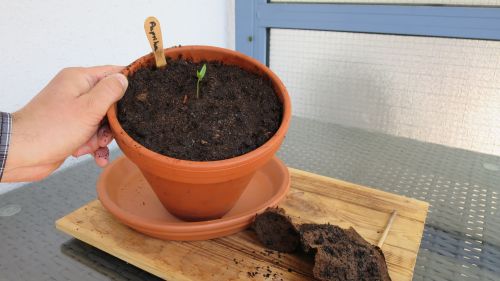 Keimling Paprika umpflanzen