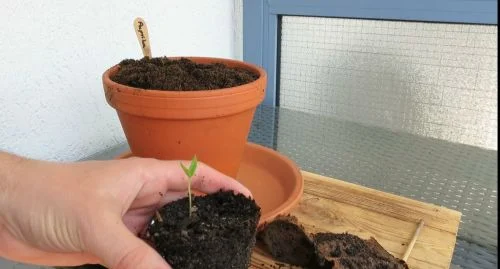 Paprika Keimling umtopfen