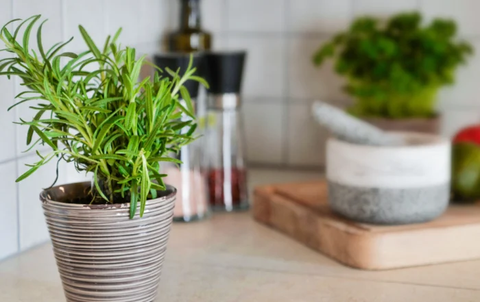 Rosmarin auf dem Balkon anbauen