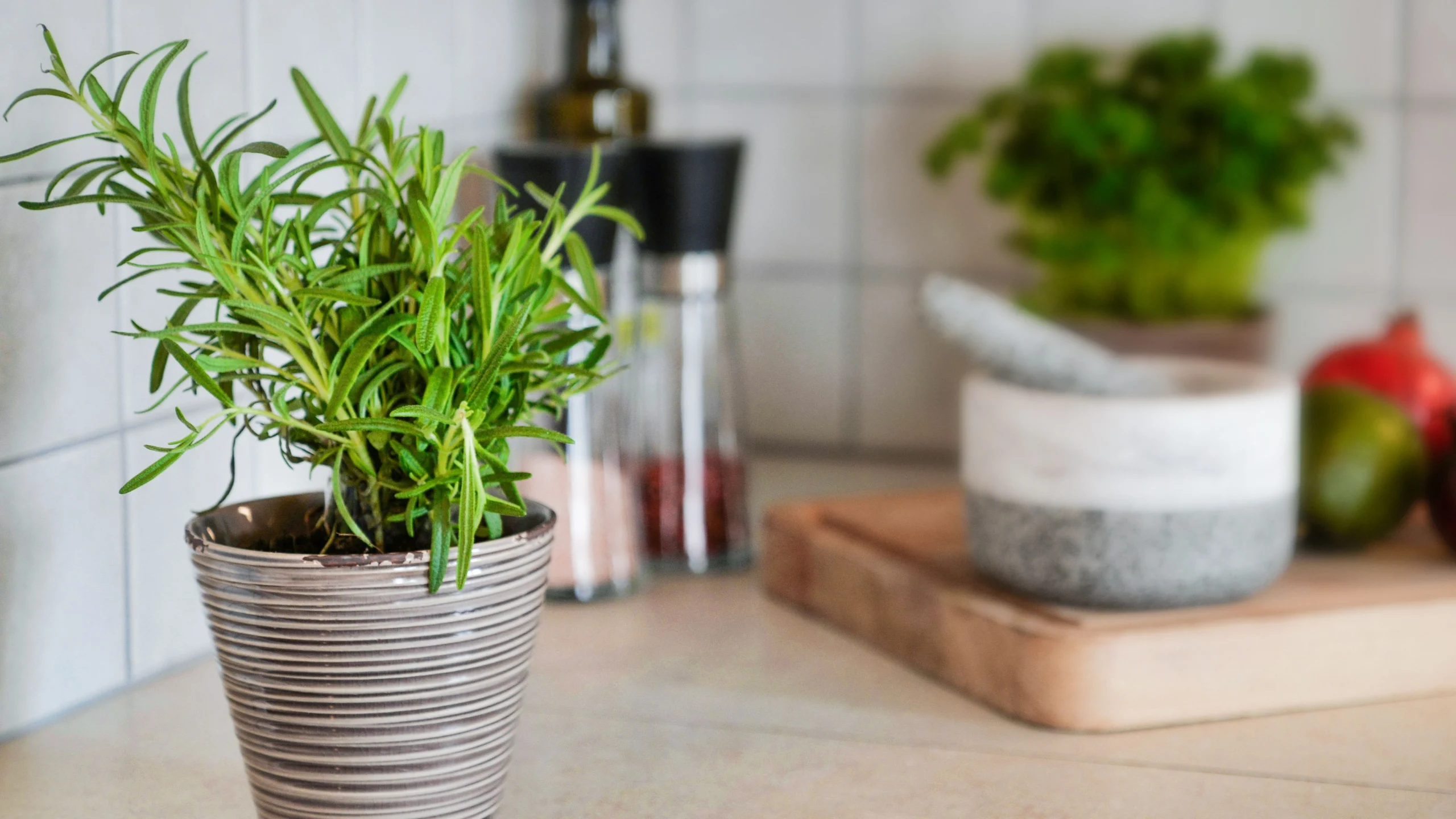 Rosmarin auf dem Balkon anbauen