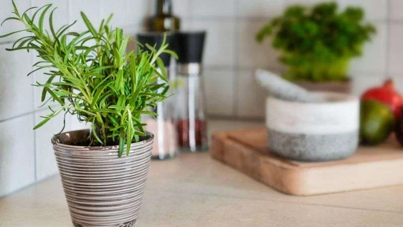 Rosmarin konservieren