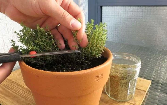 Thymian richtig schneiden und ernten