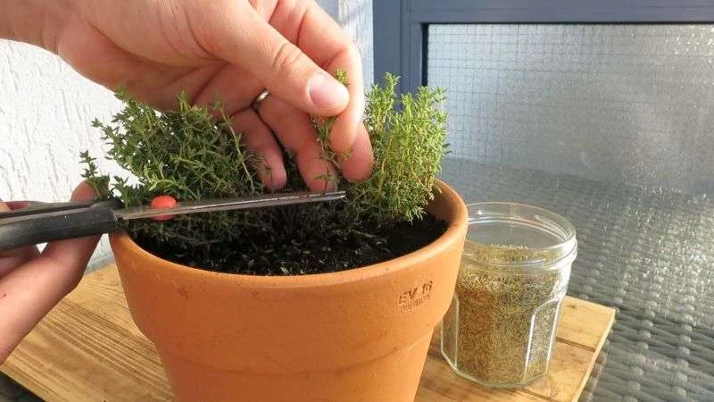 Thymian richtig schneiden und ernten